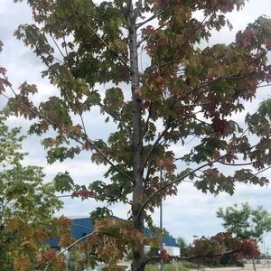 Meet your Posher, Payal